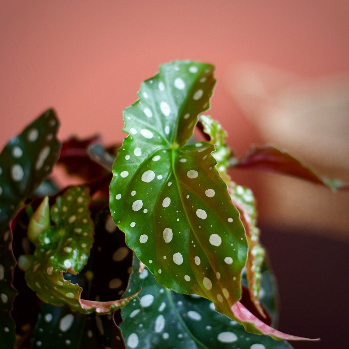 the 12 best leaf begonia plants that thrive indoors – koppe begonia