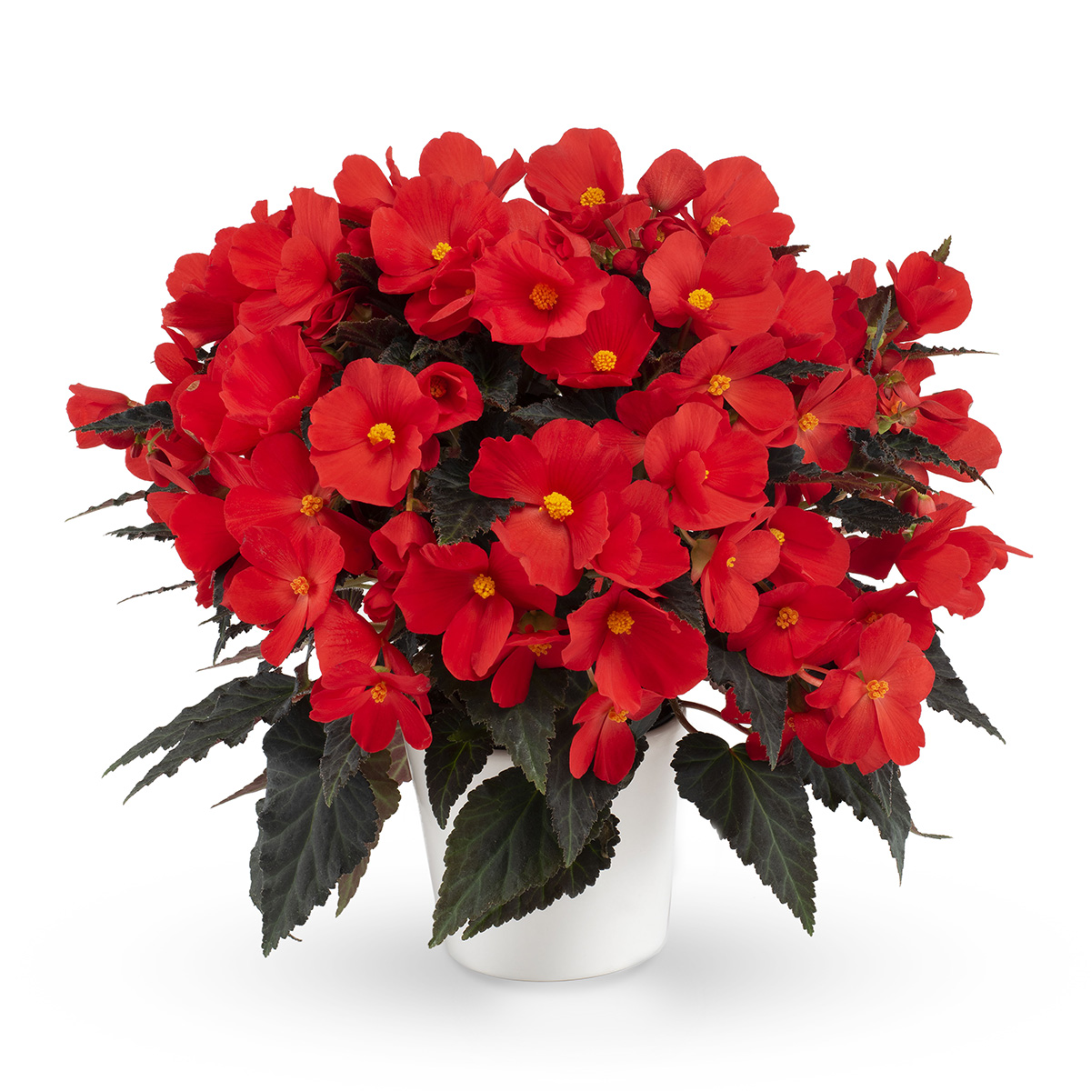 Florencio Red Closeup